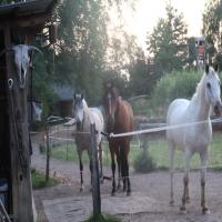 images/TierfreundAnja/current (7).jpeg